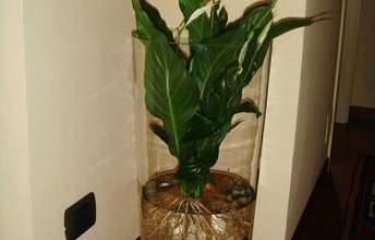 vaso acquario